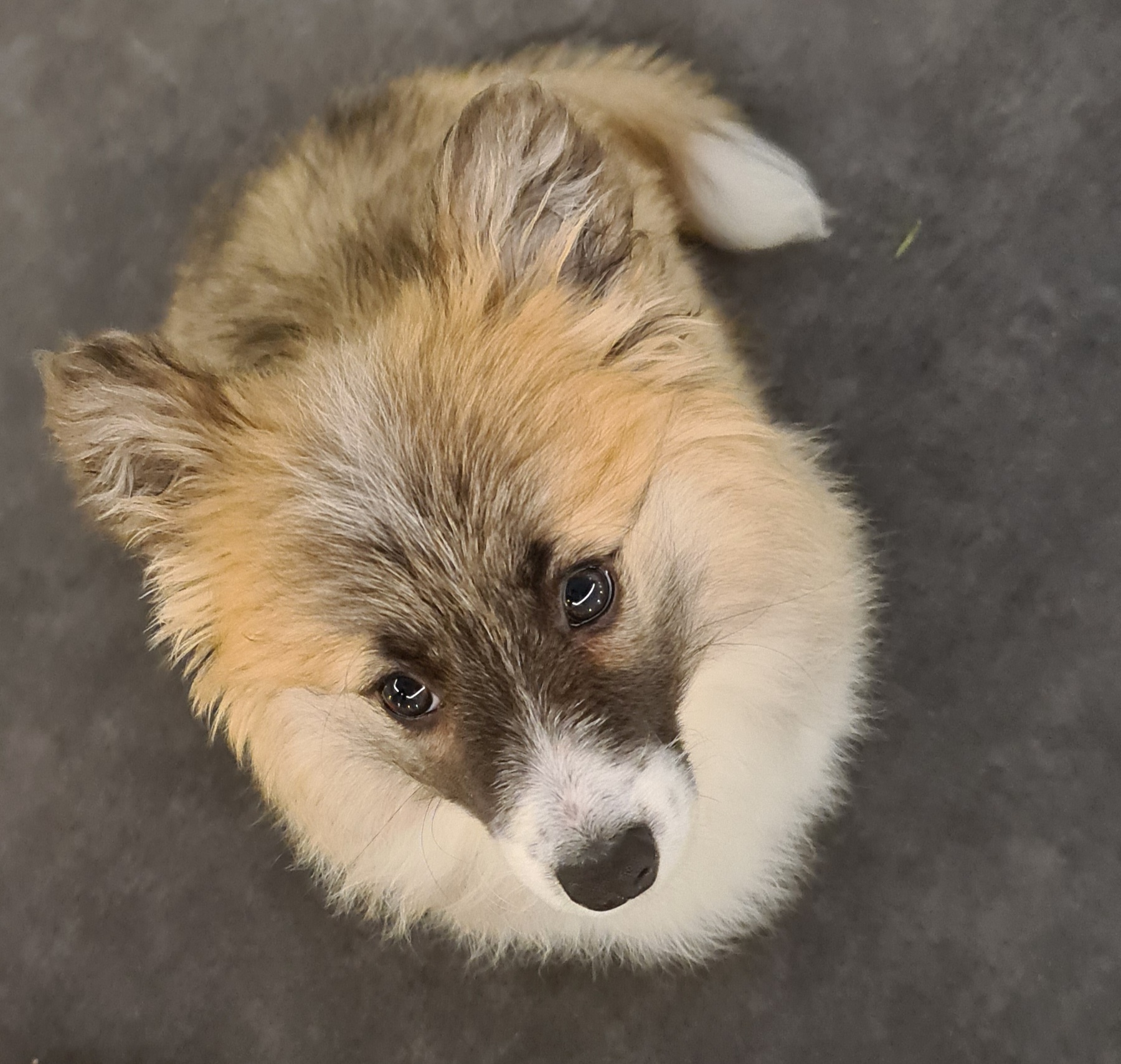 Corgi looking up at the camera