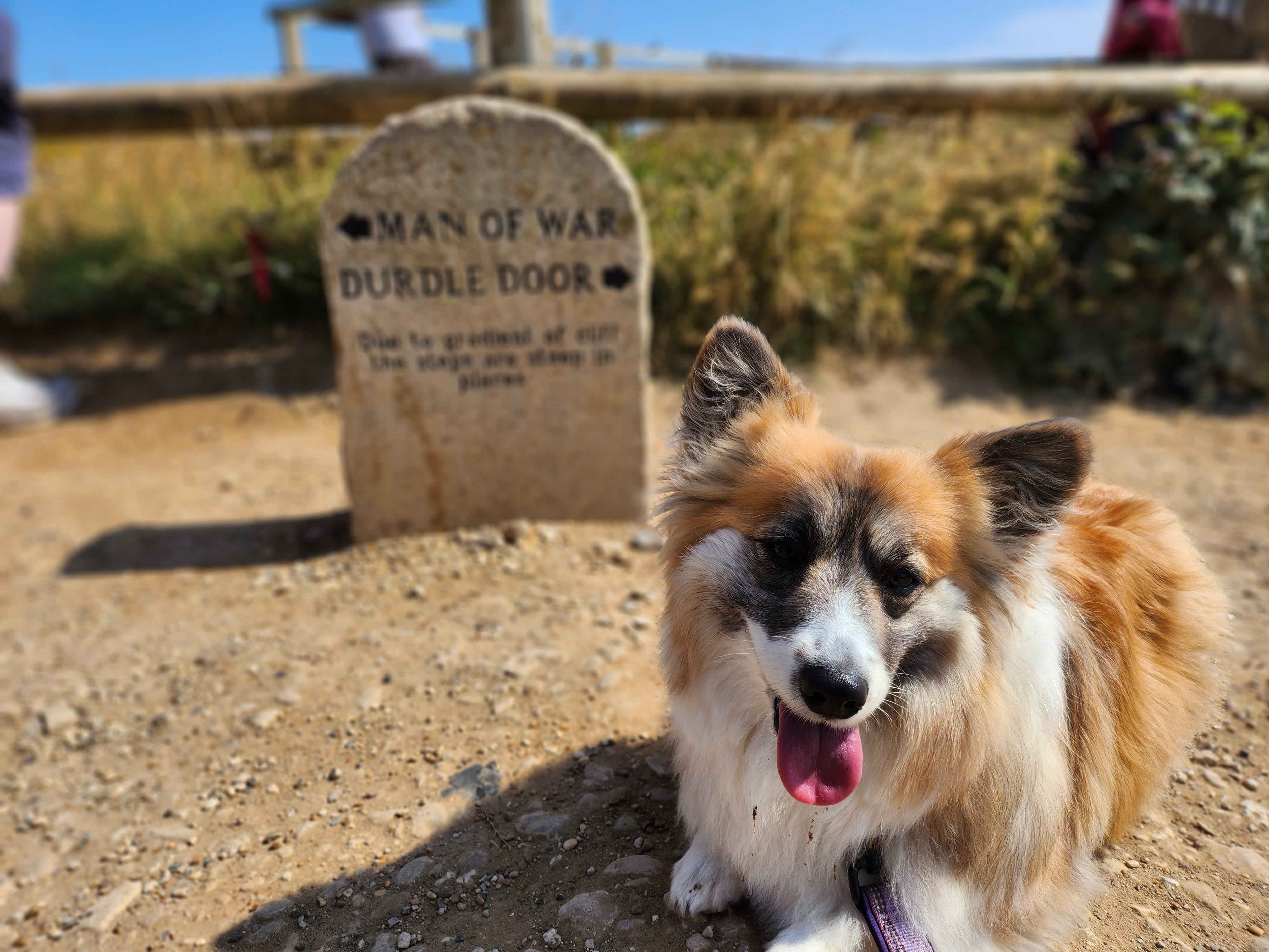 Long haired corgi stood in front of the stone marker at durdle door